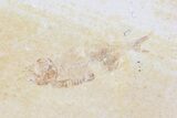 Lot: Green River Fossil Fish - Pieces #81221-2